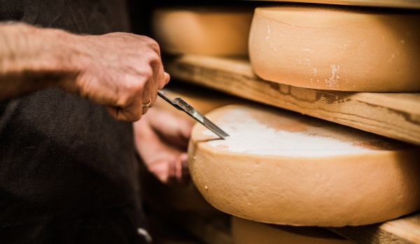 Processo de produção de queijo com enzima microbiana