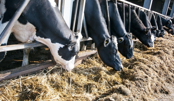 Production of high nutritional value silage.