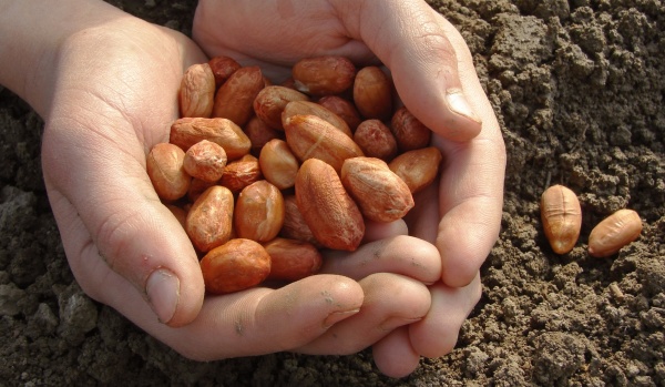 Equipment for improving the efficiency of inverter starter for peanut cultivation